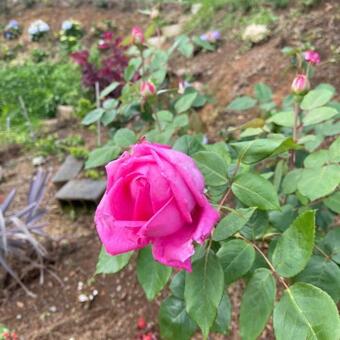 Recantotopo Minas, C�rrego Bom Jesus/gon�alves Mg.