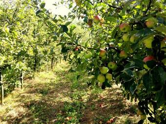 Apartamento Agriturismo Le Cerinaie
