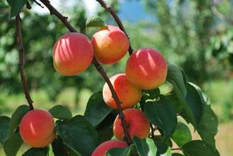 Apartamento Studio Plein Soleil Valais