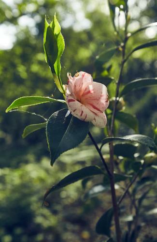 Le Jardin Saint Germain Lodges And Events