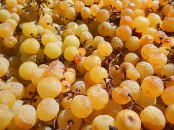 Agroturismo Agriturismo Podere Villa Alessi