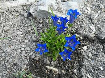 Apartma Opalika
