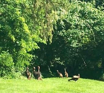 Renwick Clifton House B&B