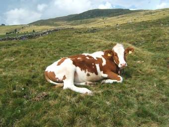 Apartamento Oberhemberger Hof