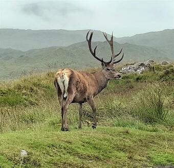 Apartamento Kinlochewe Mountain Chalets