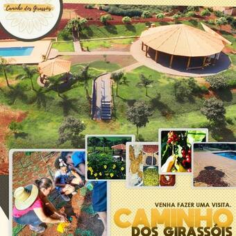 Caminho Dos Girass�is