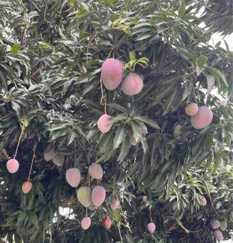 Mayaguez Spacious 3 Bedroom Villa