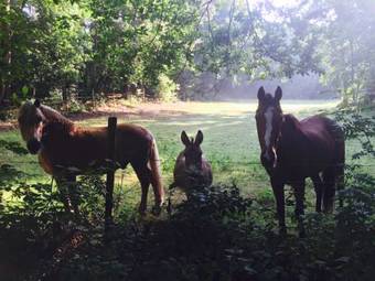 Landhuisjes Bij De Wouterbron