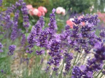 Agroturismo Reiterbauernhof Sch�nlehenhof