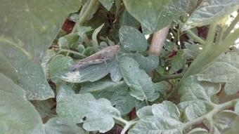 Ver fotos