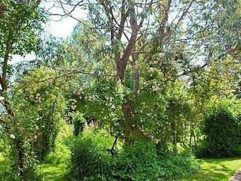 Whipple Tree Cottage