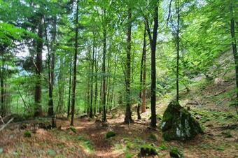 Lovely Mountain Apartment In The Alps