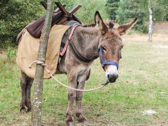 Bed & Breakfast De Kreitsberg