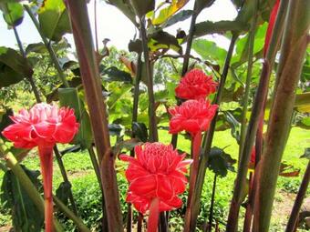 Hotel Centro Agroecoturistico Las Heliconias