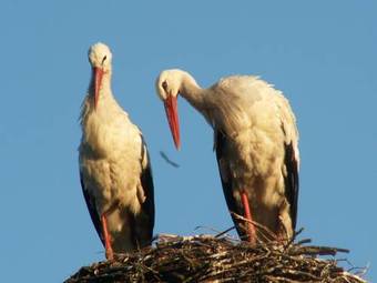 Hostal Pensjonat Miko?ajki