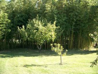 Bed & Breakfast La Maison Des Grands Bambous