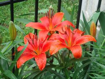 Shiloah Manor B&B And Event Center