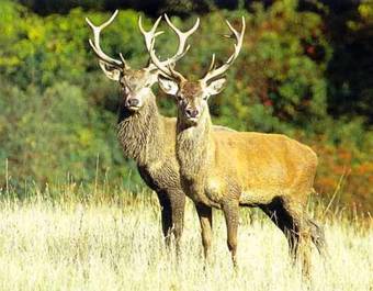 Apartamento Rifugio Passo Godi
