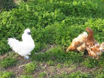 Bed & Breakfast Le Moulin De Lusseau