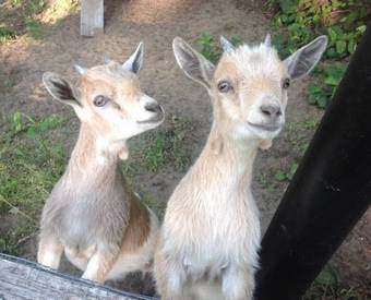 Bed & Breakfast G�te 40 Laverdure