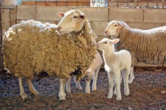 Agroturismo Hort De Mao