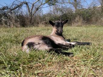 Bed & Breakfast La Maison Jaune