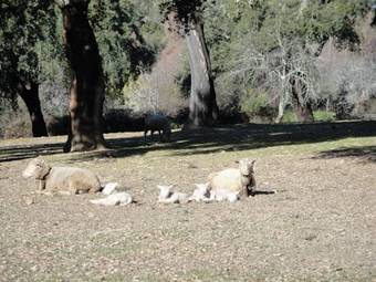 Agroturismo Casa Rural Sierra San Mamede
