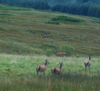 Bed & Breakfast Ardarroch Cottage