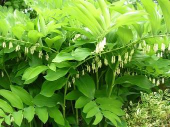 Alexandra Garden Court Motel