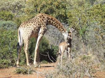 Kedar Country Lodge, Conference Centre & Spa