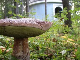 Kaijansaaren Lomam�kit