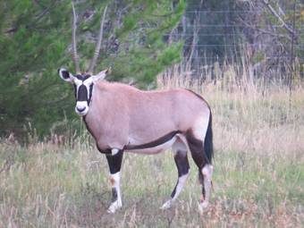 Hostal Marrakach Guest House