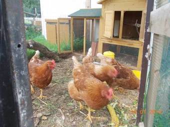 Hostal Villa Bruffalori