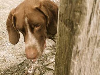 Agroturismo Casa Do Ouro