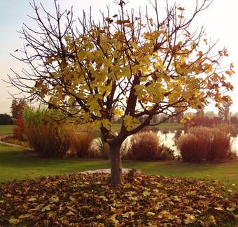 Agroturismo Agriturismo La Risarona