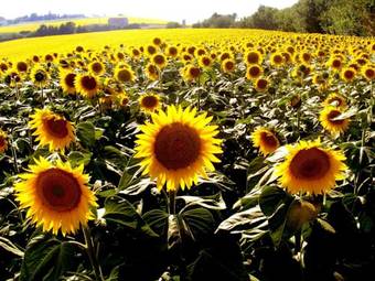 Agroturismo Al Castello Di Montalfoglio