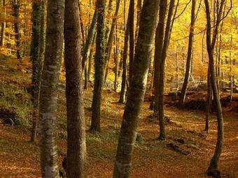 Aparthotel Carmelita