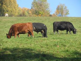 Holiday Home Strazne 2