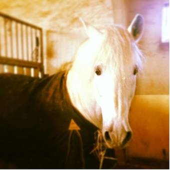 Agroturismo Hotel Rural Los Villares