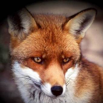 Bed & Breakfast Maison D'h�tes La Renardi�re