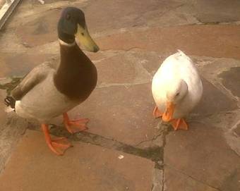 Agroturismo Masescha Country Estate