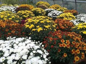 Bed & Breakfast Agriturismo Campofelice