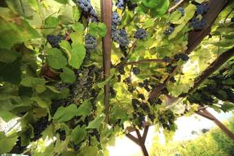 Agroturismo A Casa Di Maria