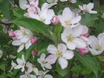 Hotel Landgasthof Apfelbl�te