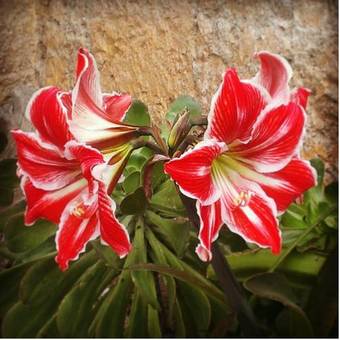 Agroturismo Las Vigas