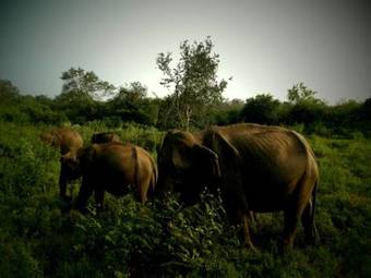 Walawe Park View Hotel