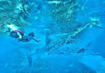 Mdf Beach Resort Near Port To Siquijor & Fast Craft To Dumaguete Near 5 Amazing Waterfalls & Whalesharks