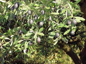 Agroturismo Agriturismo Tenute Pispisa Segesta