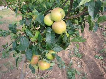 Agroturismo La Iaia Merce