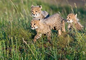 Posada Amakhosi Safari Lodge